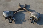 2017 W205 Mercedes C63 Amg Rear Right & Left Exhaust Mufflers Pair Used. Price: $318.75.