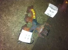 95 96 97 Neon Exhaust Manifold Sohc California Used. Price: $58.23.